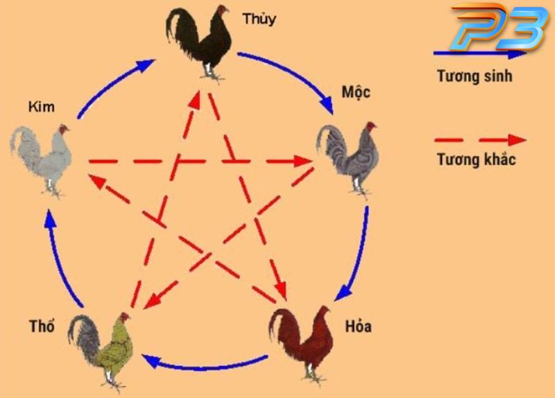 Phong thủy đá gà là gì và có nên tin tưởng tuyệt đối không? 2 Anh em có thể dựa vào ngũ hành để lựa chọn chiến kê phù hợp