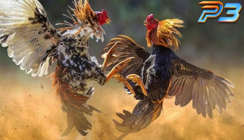 Cách nuôi gà đá bo lớn hiệu quả cho người mới nhập môn 2 Bài tập thể lực giúp gà dẻo dai hơn