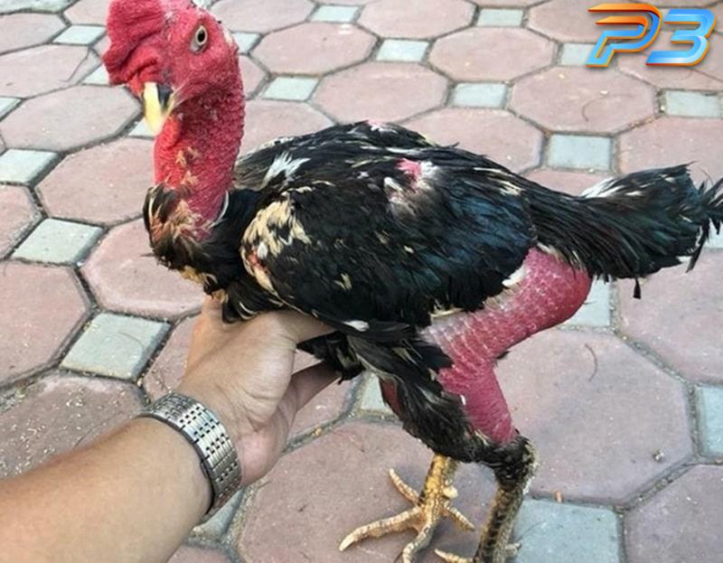 Cách nuôi gà đá bo lớn hiệu quả cho người mới nhập môn 3 Chọn giống gà đá bo lớn chất lượng là điều hết sức quan trọng