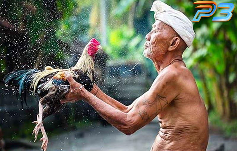 Cách làm nước cho Gà Chọi giúp tăng thể lực sung mãn 1 Nước uống giúp gà chọi duy trì sức khỏe tối ưu