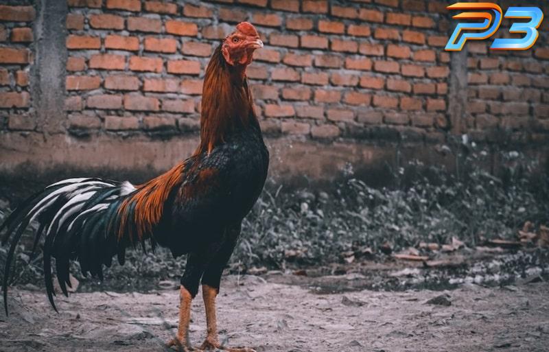Cách làm nước cho Gà Chọi giúp tăng thể lực sung mãn 3 Hướng dẫn cách làm nước cho gà chọi theo từng giai đoạn