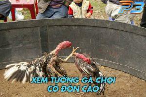 Hướng dẫn cách xem tướng gà chọi có đòn cáo
