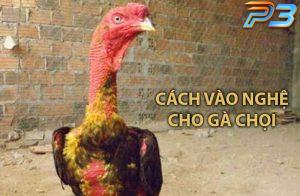 Cách vào nghệ cho gà chọi đúng kỹ thuật tăng độ chiến đấu