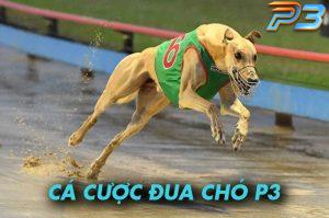 Cá cược đua chó P3 – Hình thức giải trí hấp dẫn năm 2025