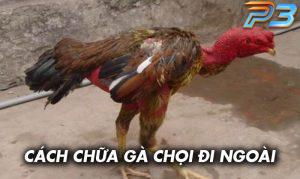 Cách chữa gà chọi đi ngoài mang lại hiệu quả của sư kê