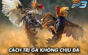 Nguyên nhân và cách trị gà không chịu đá hiệu quả cho kê thủ