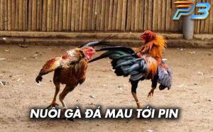 Cách nuôi gà đá cựa sắt mau tới pin chuẩn nhất của sư kê P3