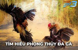 Phong thủy đá gà là gì và có nên tin tưởng tuyệt đối không?