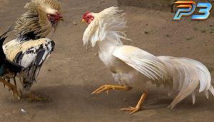 Cách nuôi gà đá bo lớn hiệu quả cho người mới nhập môn