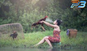 Cách làm nước cho Gà Chọi giúp tăng thể lực sung mãn